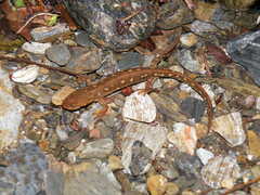 Montseny Brook Newt photo 3