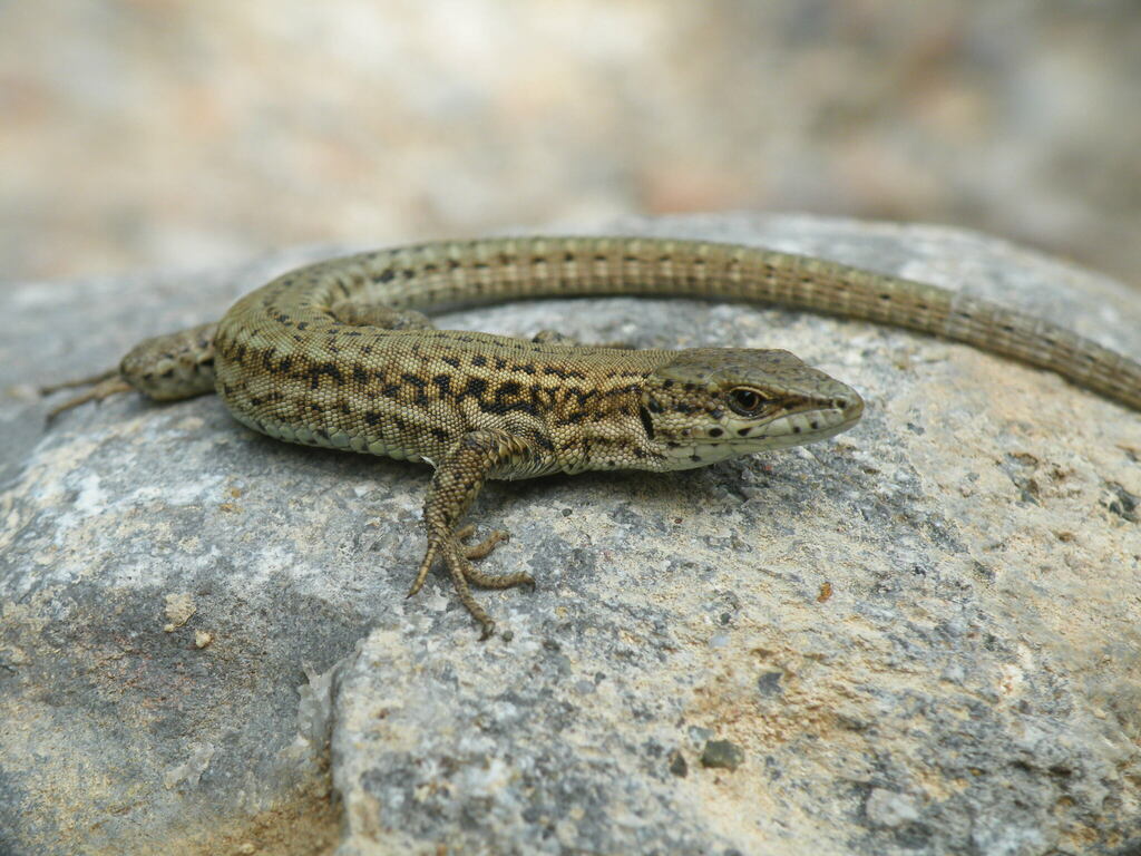Catalonian Wall Lizard