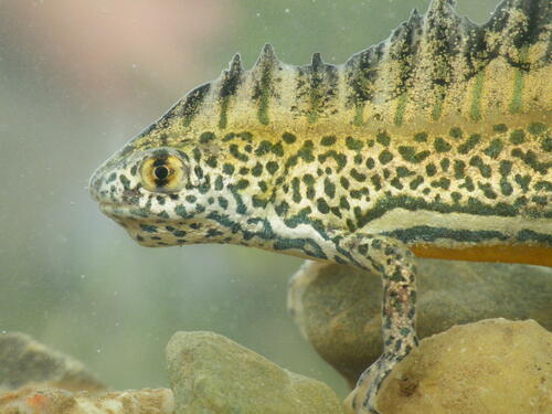 Banded newt, Ommatotriton ophryticus