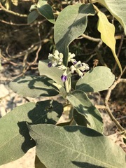 Solanum mauritianum