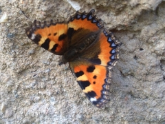 Aglais urticae