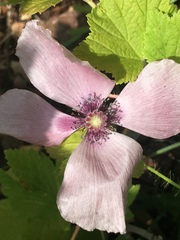 Papaver somniferum