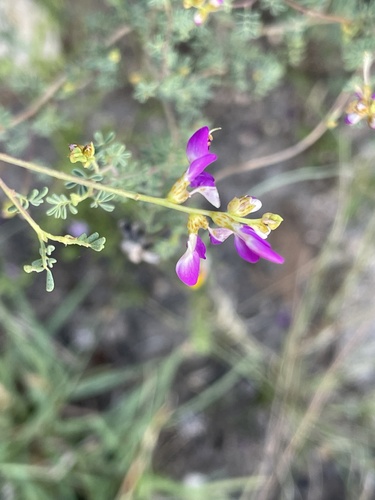 Image of Dalea frutescens by (c) Theresa Strickler, some rights reserved (CC BY)