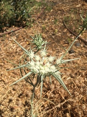 Exoacantha heterophylla