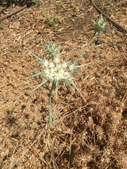 Exoacantha heterophylla