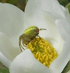 Araniella opisthographa
