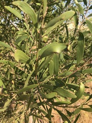 Acacia melanoxylon