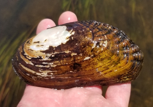 Flutedshell