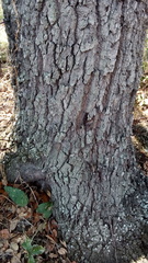 Quercus oleoides