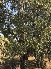 Eucalyptus camaldulensis