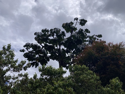 Image of Cecropia telenitida by (c) Loren Cassin Sackett, some rights reserved (CC BY)