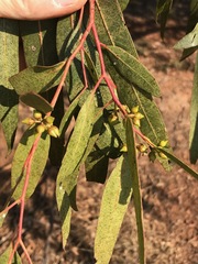Eucalyptus camaldulensis