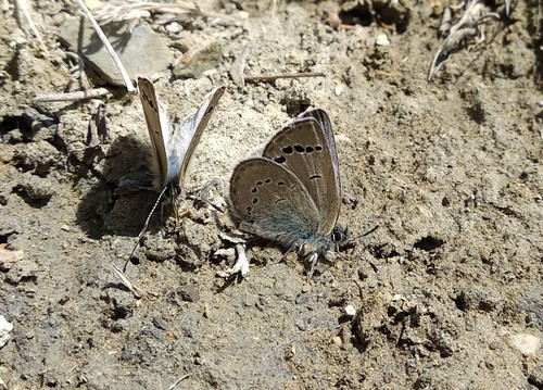 Glaucopsyche argali · iNaturalist