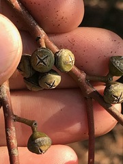 Eucalyptus camaldulensis