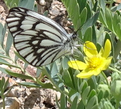 Aporia leucodice