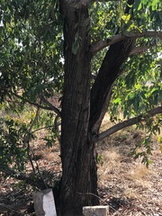 Eucalyptus camaldulensis