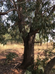 Eucalyptus camaldulensis