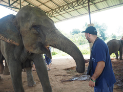 Elephantidae