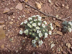 Ptilotrichum canescens