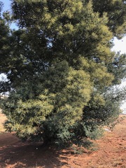 Acacia dealbata