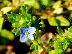 Veronica arvensis