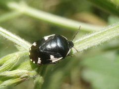 Tritomegas sexmaculatus