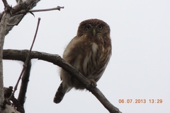 Glaucidium peruanum