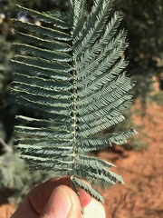 Acacia dealbata