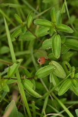 曾昱承 Yu-Cheng Zeng, CC BY, iNaturalist via GBIF Melastoma × intermedium, photograph 曾昱承 Yu-Cheng Zeng, CC BY, iNaturalist via GBIF