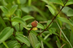 曾昱承 Yu-Cheng Zeng, CC BY, iNaturalist via GBIF Melastoma × intermedium, photograph 曾昱承 Yu-Cheng Zeng, CC BY, iNaturalist via GBIF