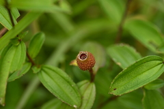 Melastoma × intermedium, photograph 曾昱承 Yu-Cheng Zeng, CC BY, iNaturalist via GBIF