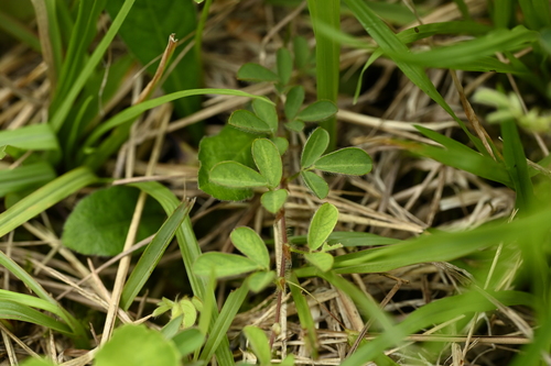 Image of Grona heterophylla by (c) 曾昱承 Yu-Cheng Zeng, some rights reserved (CC BY)