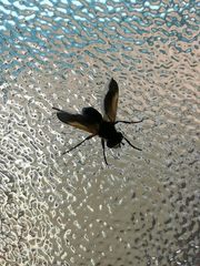 Trichopoda pictipennis