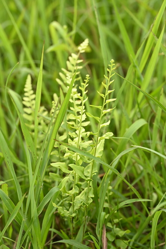 Lindsaea heterophylla (Lindsaea heterophylla)