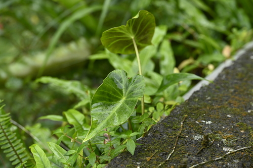 Image of Remusatia vivipara by (c) 曾昱承 Yu-Cheng Zeng, some rights reserved (CC BY)