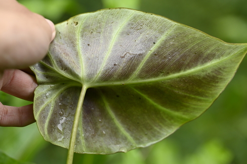 Image of Remusatia vivipara by (c) 曾昱承 Yu-Cheng Zeng, some rights reserved (CC BY)