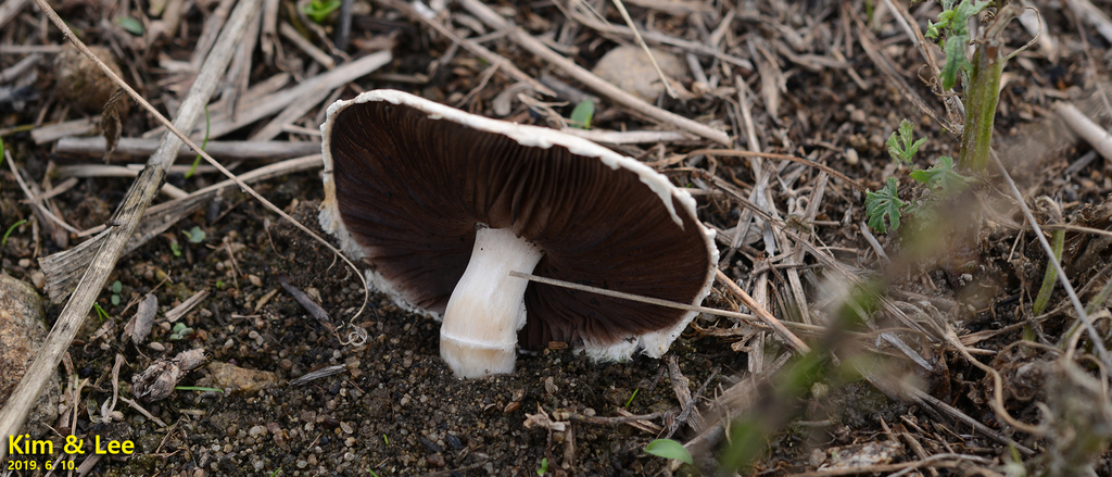 Agaricus campestris · June 2019 · photo: © pintail (iNaturalist, cc-by)