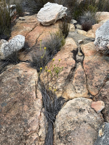 Image of Fives Coulterbush by (c) Dave U, some rights reserved (CC BY-SA)