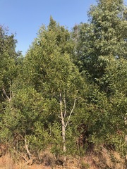 Acacia melanoxylon