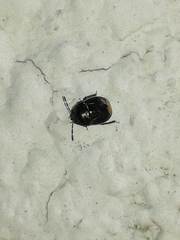 Legnotus limbosus