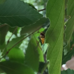 Syrphidae