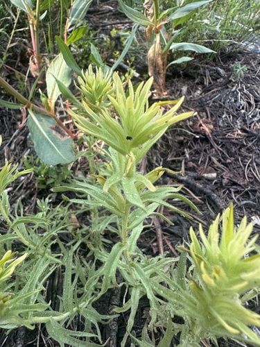 Image of Castilleja glandulifera by no rights reserved