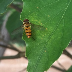 Syrphidae