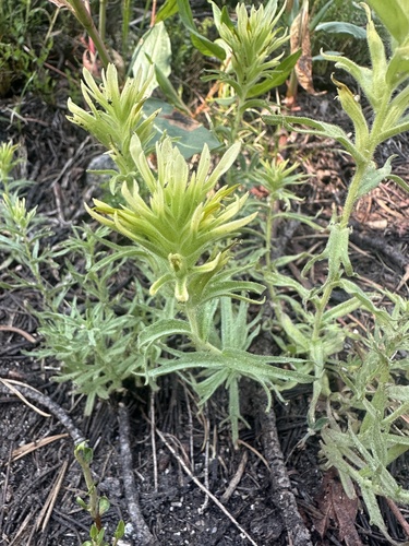Glandular Paintbrush (Castilleja glandulifera)