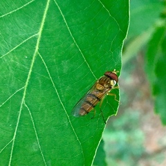 Syrphidae