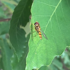 Syrphidae