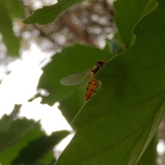 Syrphidae