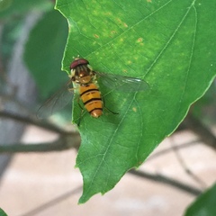 Syrphidae