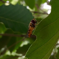 Syrphidae