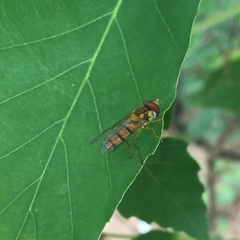 Syrphidae